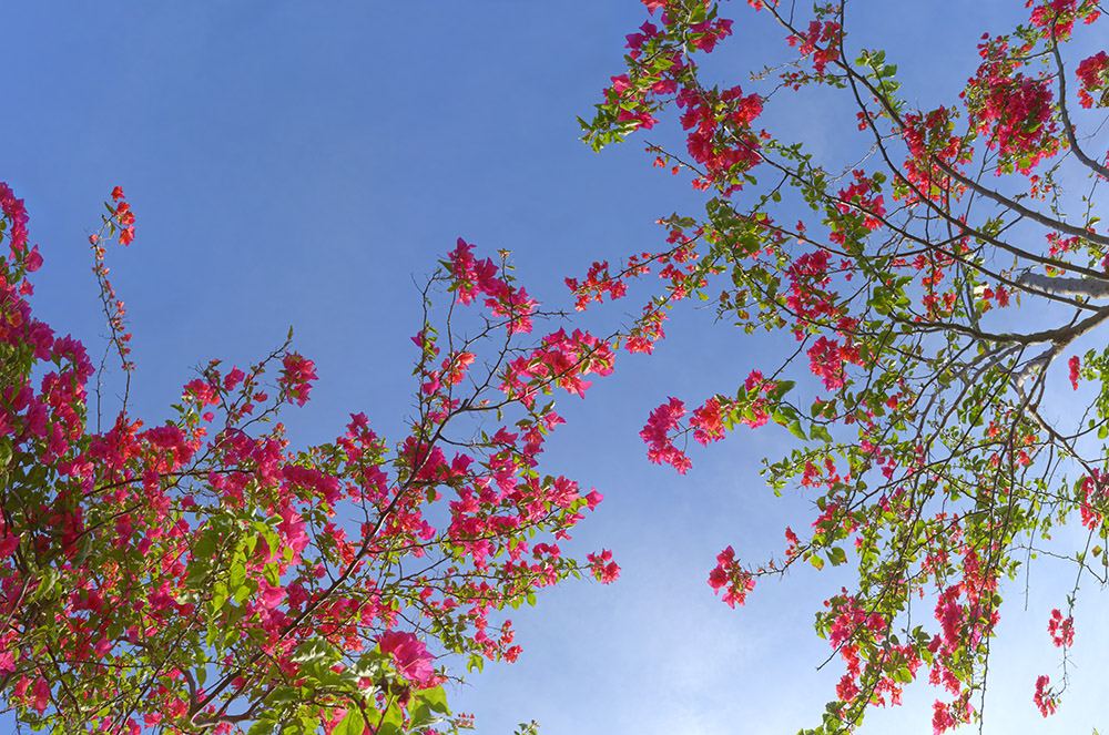 bougainvillea 02a _ 17k x 12k